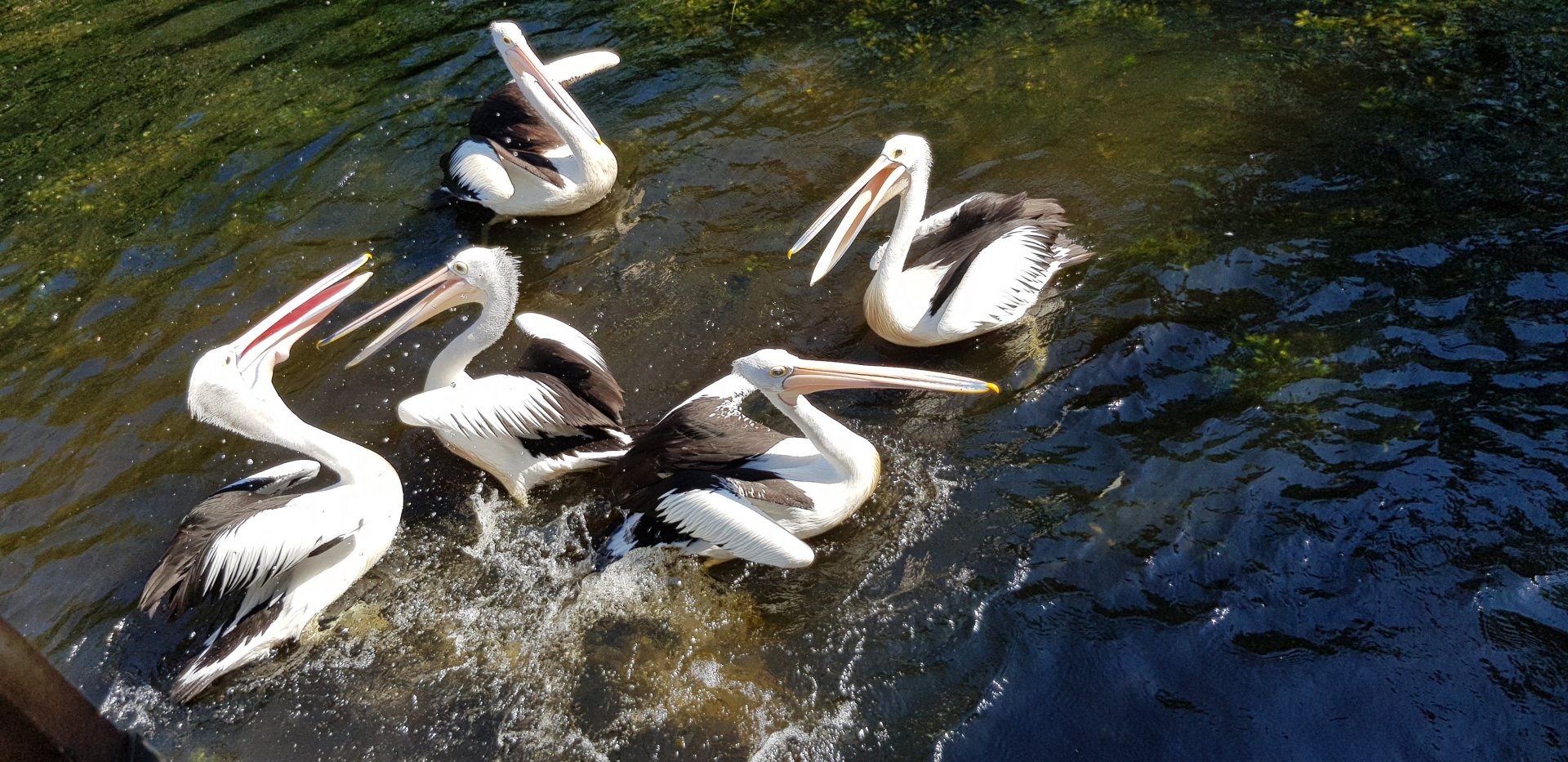 Pelican Feeding