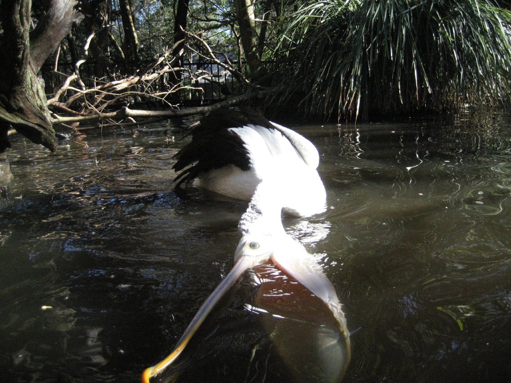 Pelican feeding