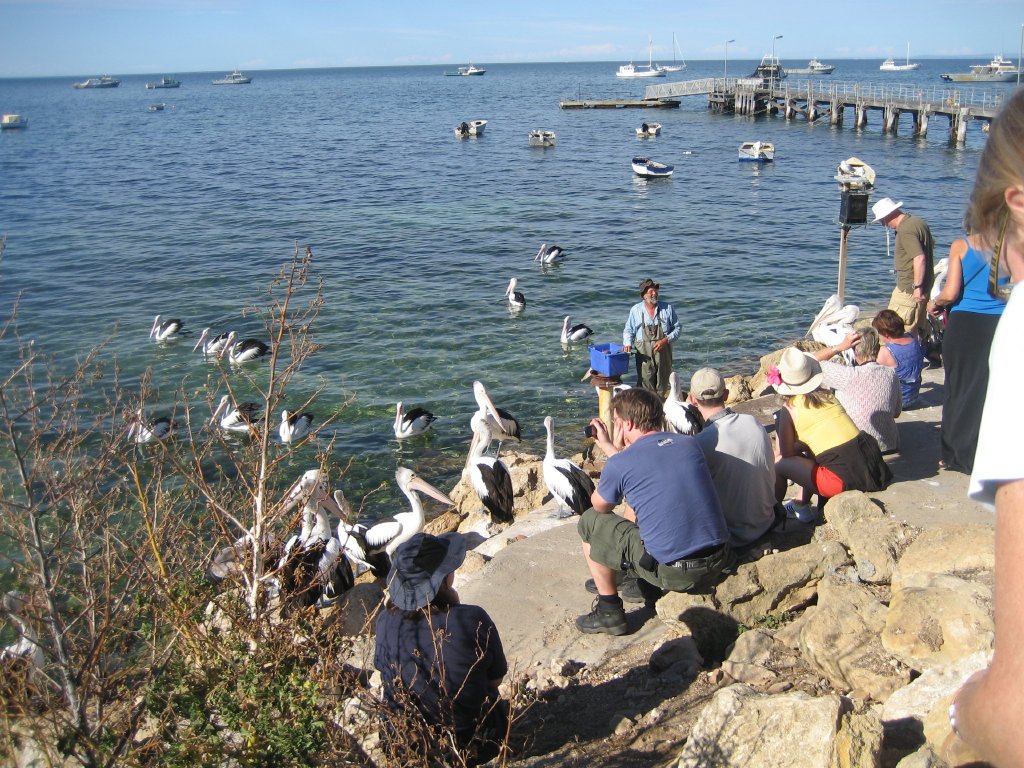 Pelican feeding
