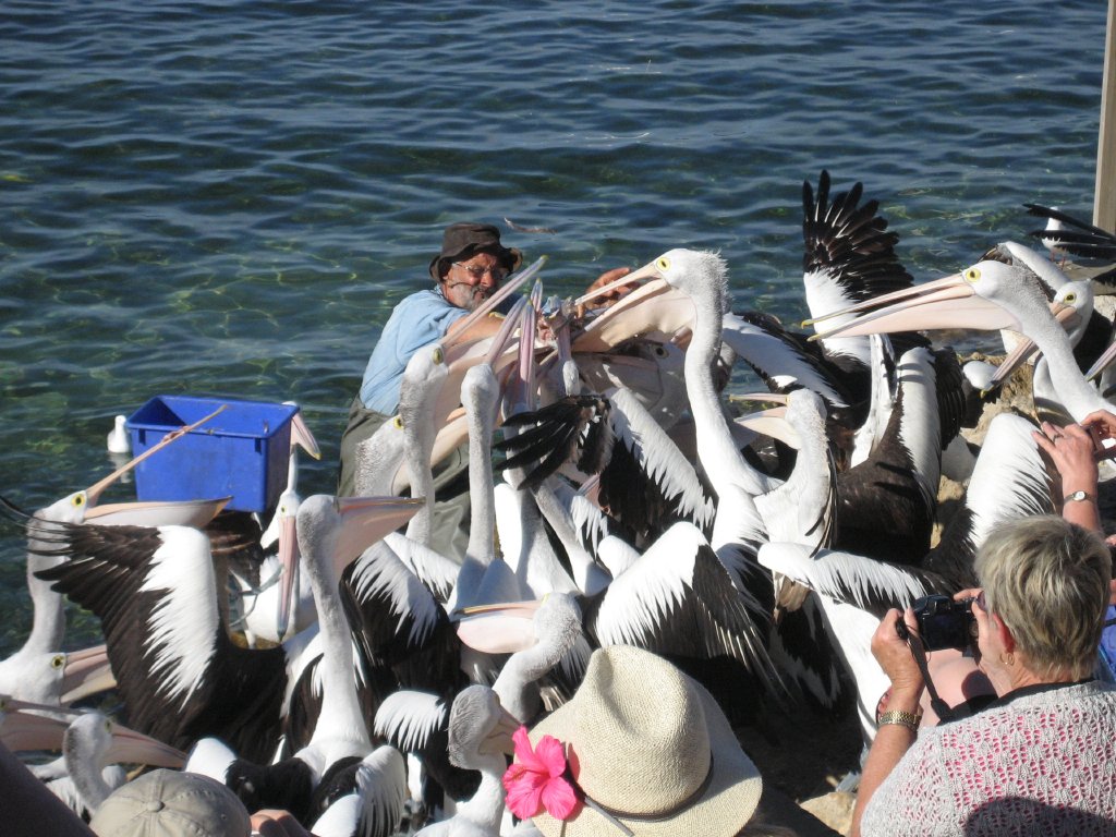Pelican feeding