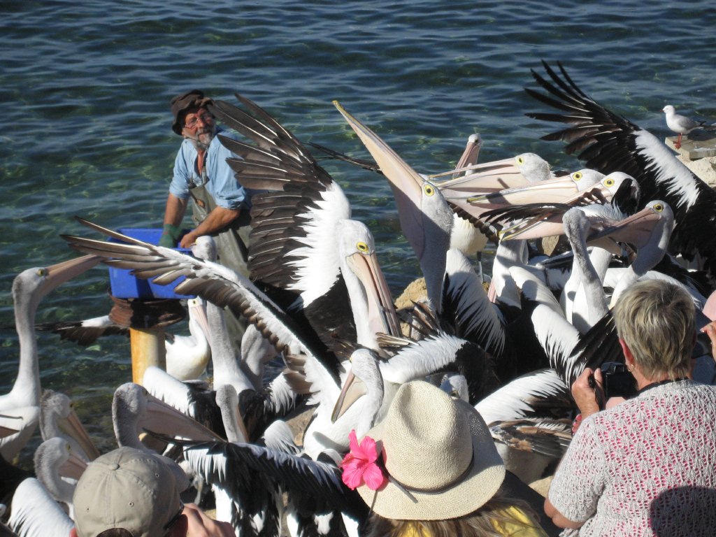 Pelican feeding
