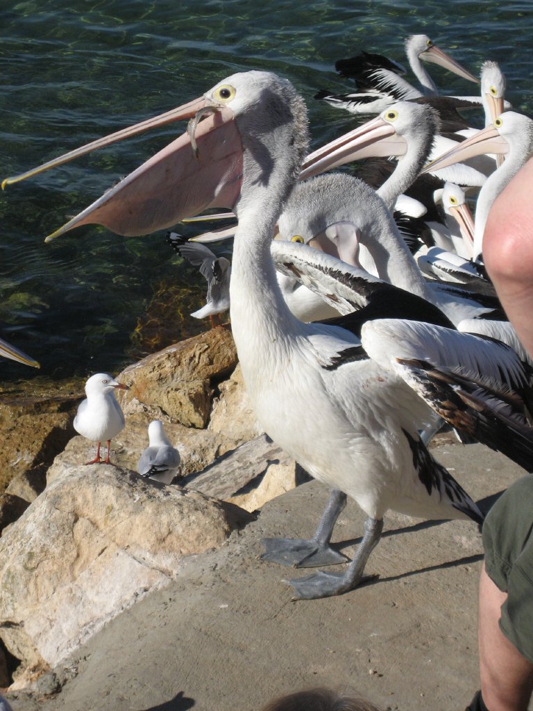Pelican feeding