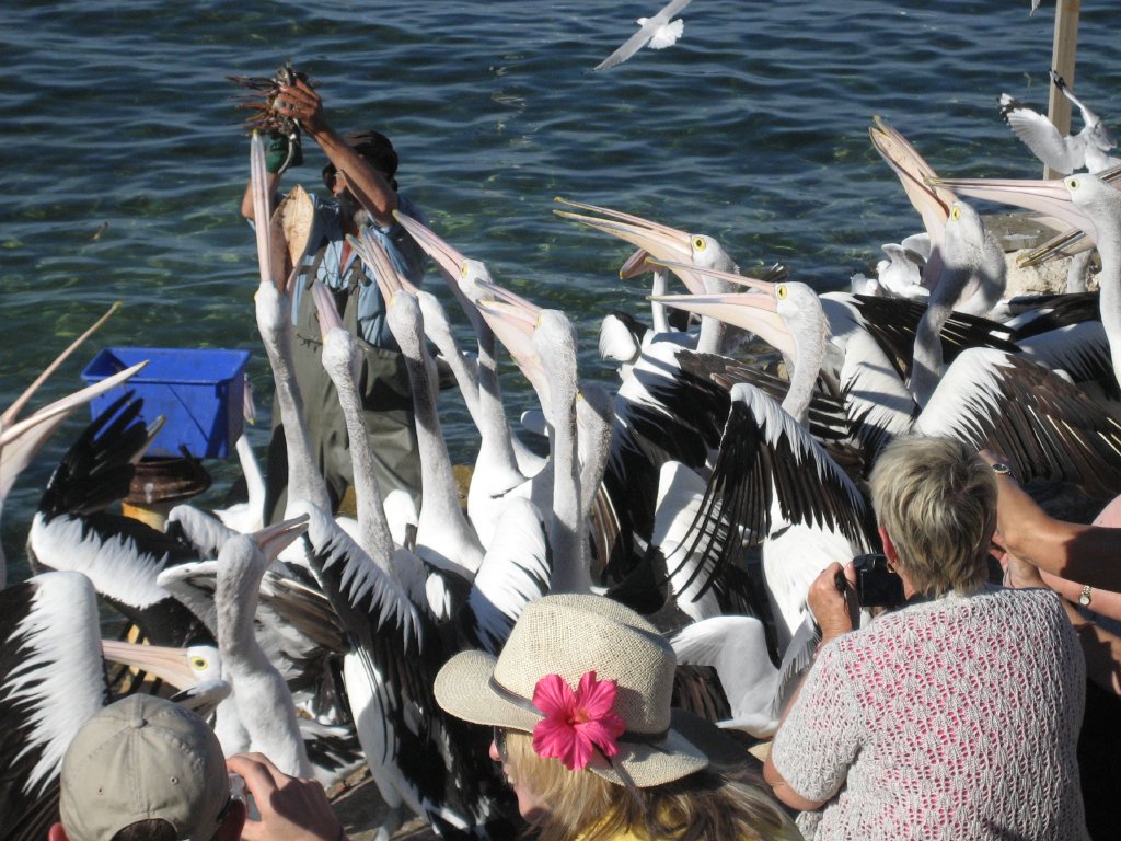 Pelican feeding