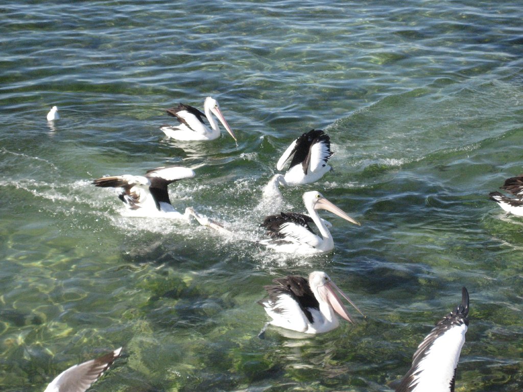 Pelican feeding