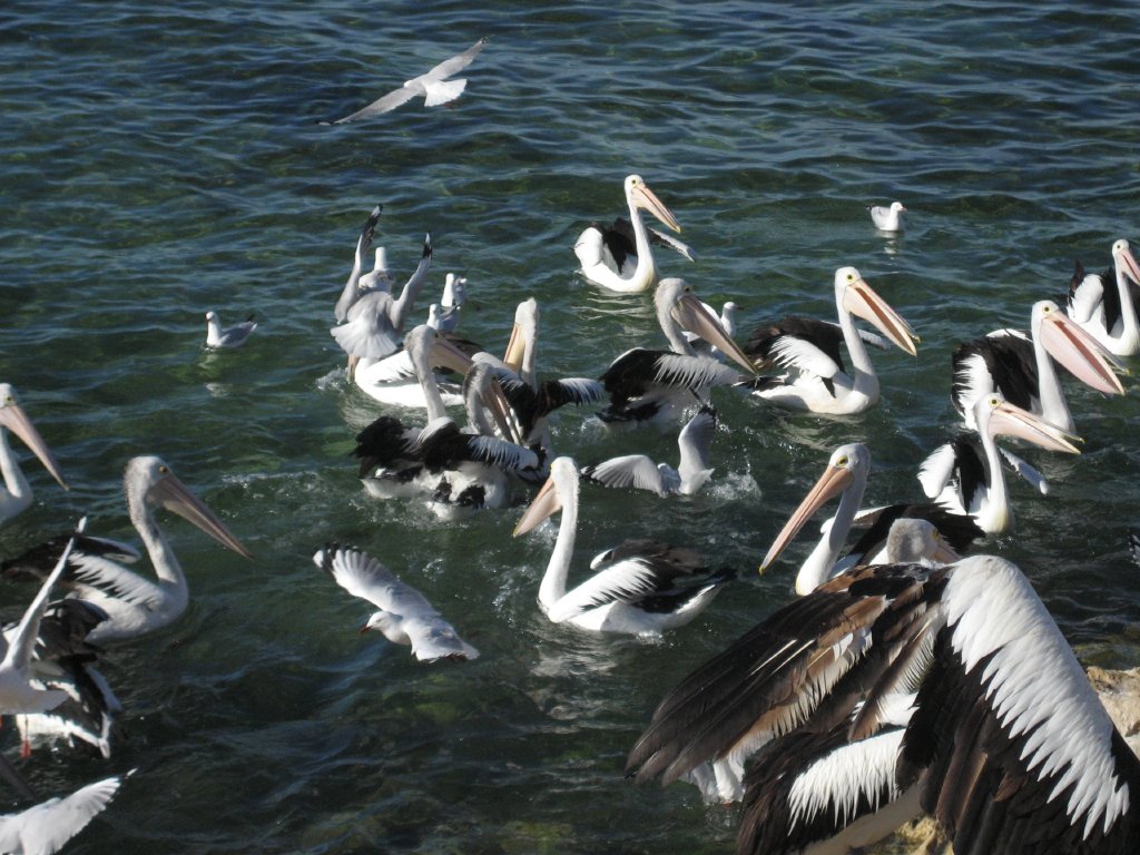 Pelican feeding