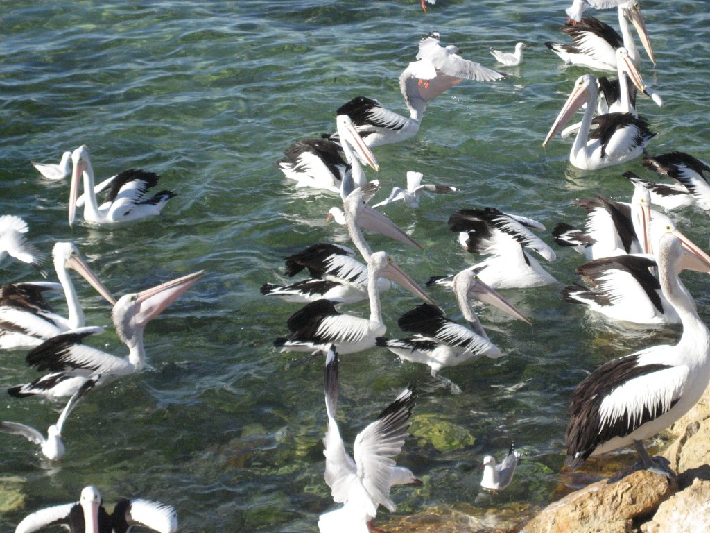 Pelican feeding