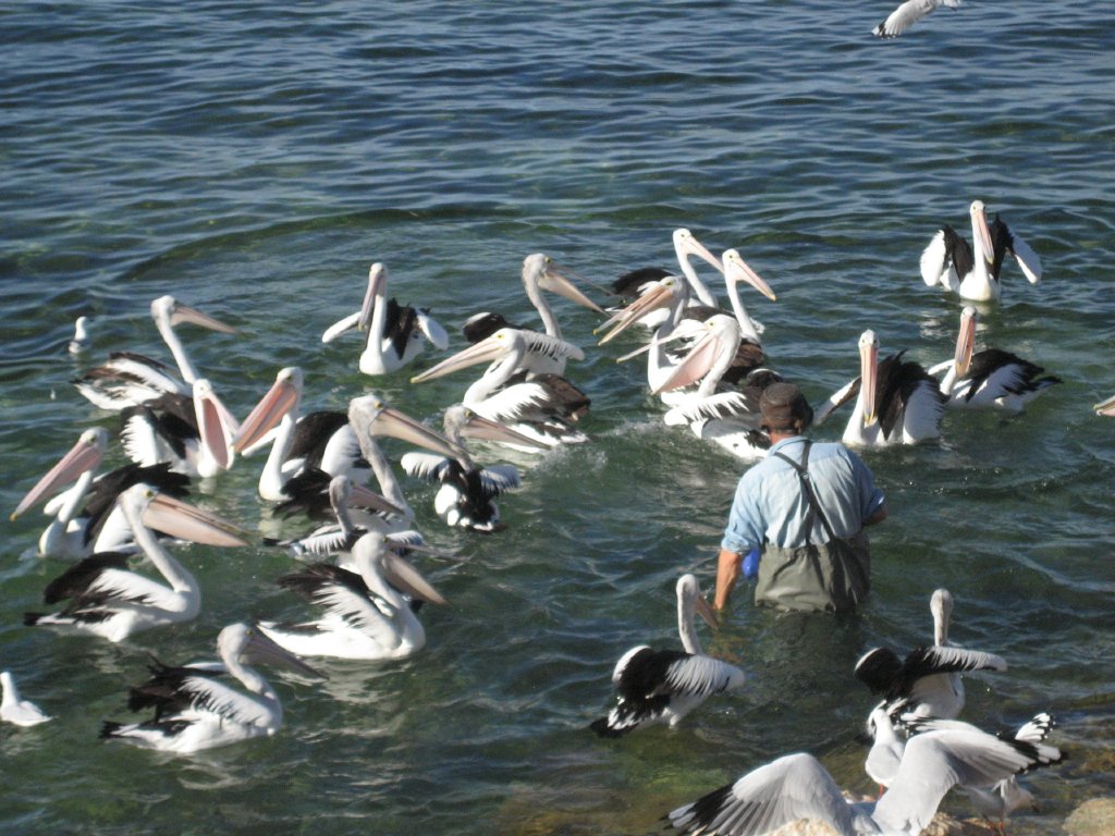 Pelican feeding