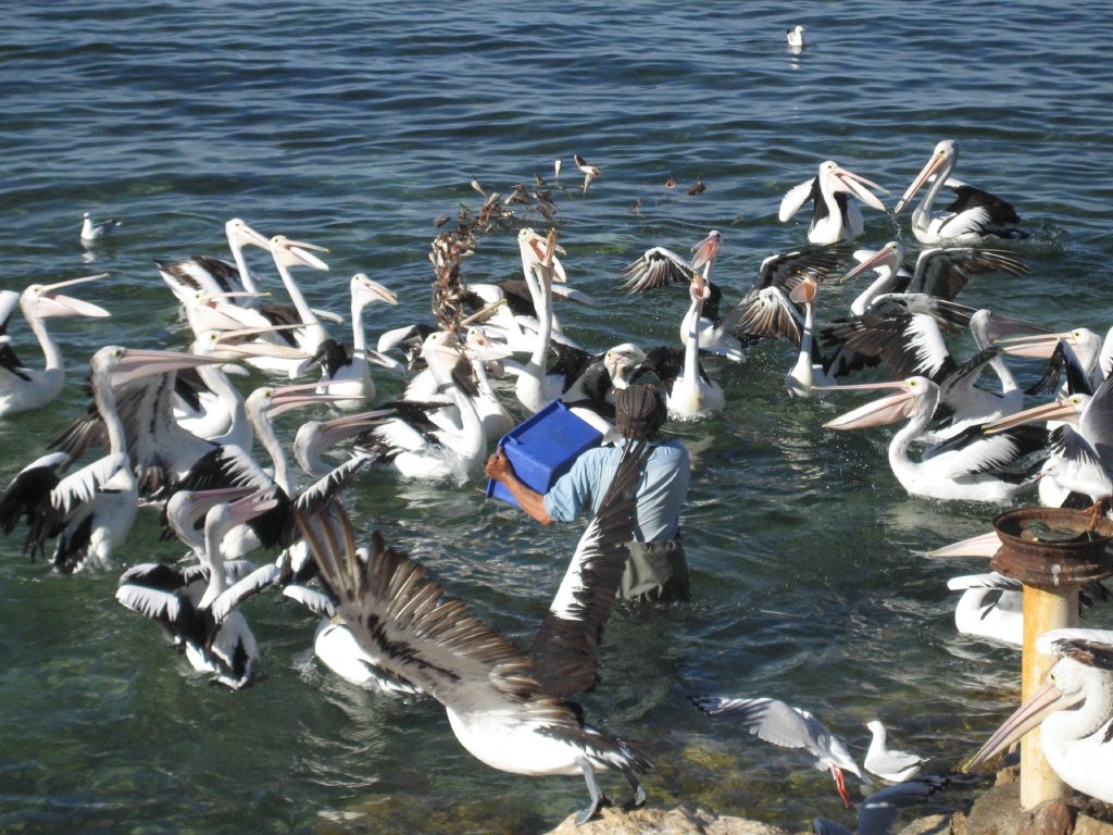 Pelican feeding
