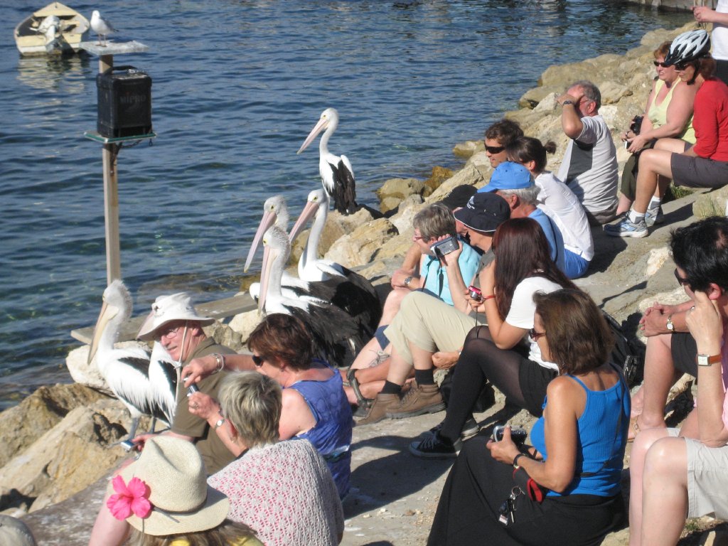 Pelican feeding