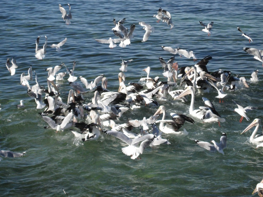 Pelican feeding