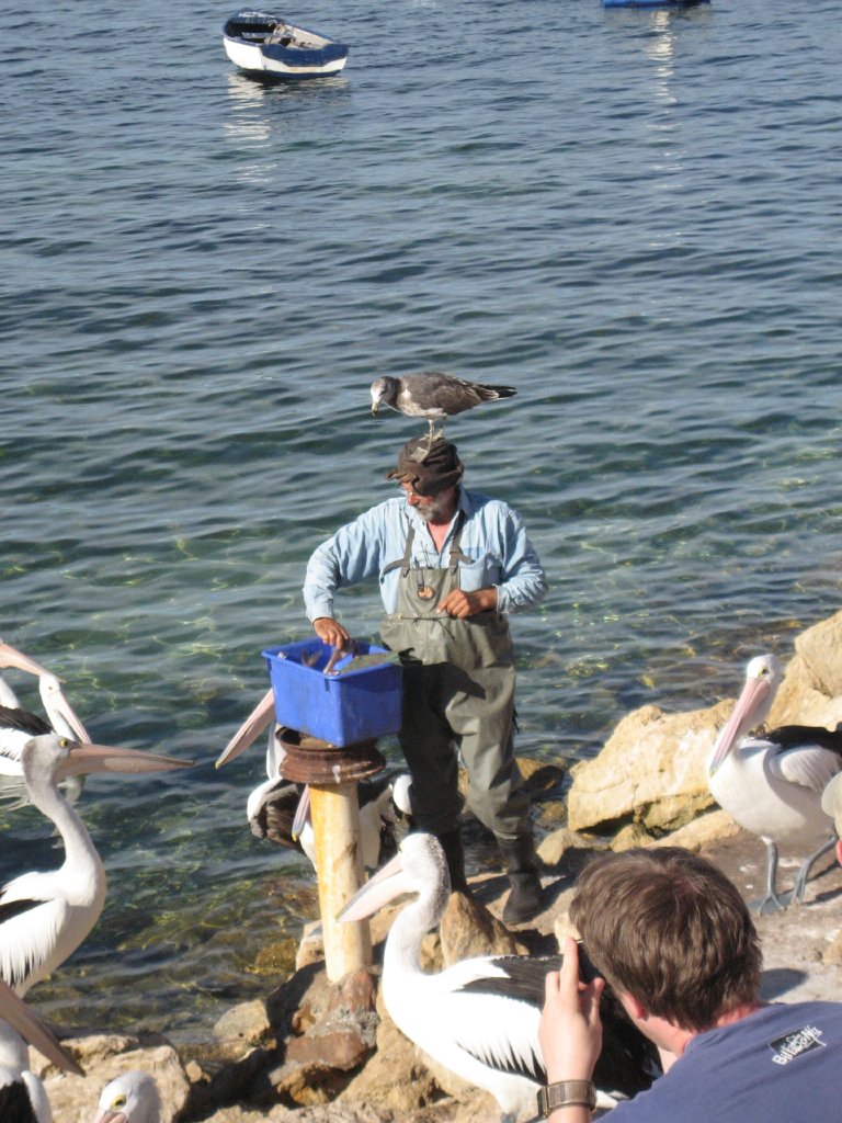 Pelican feeding