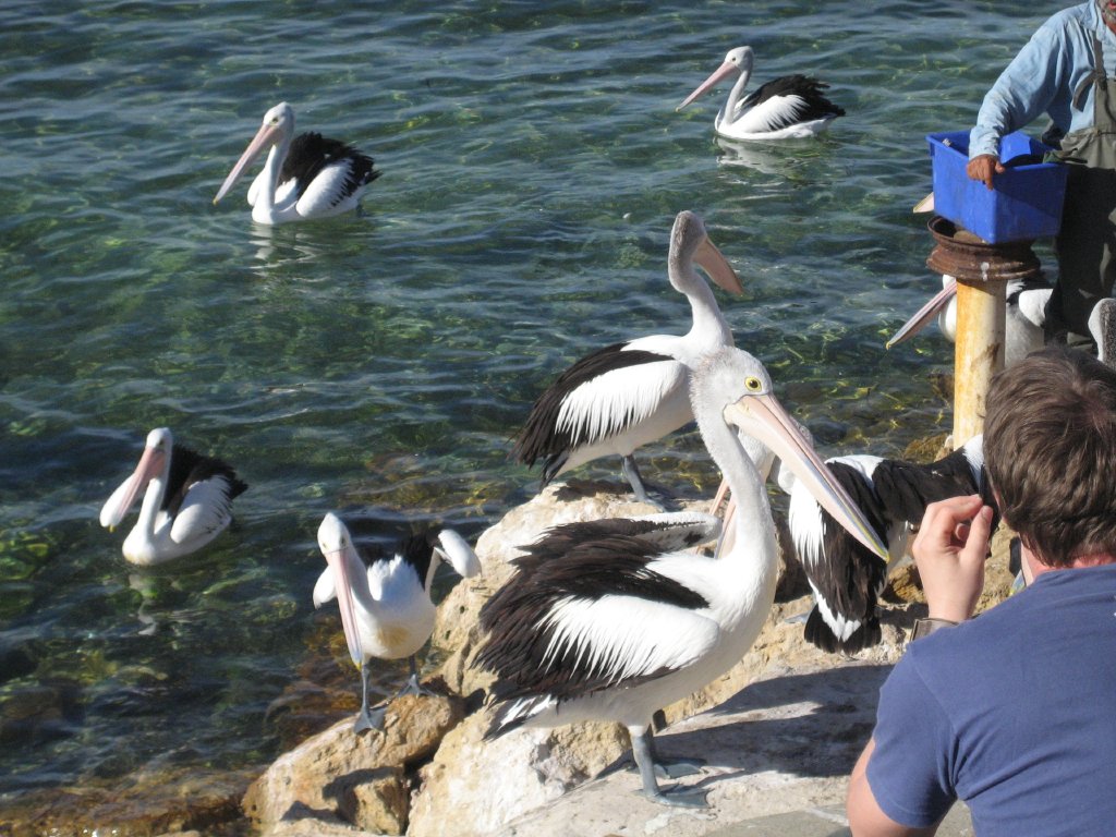 Pelican feeding