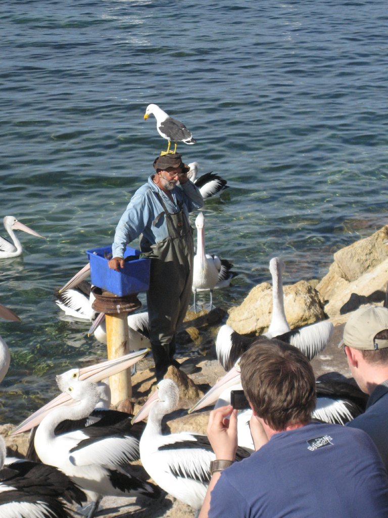 Pelican feeding