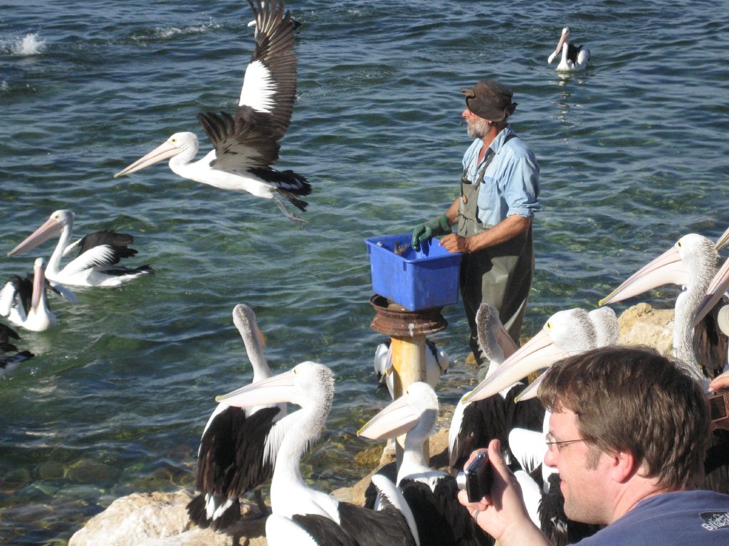 Pelican feeding
