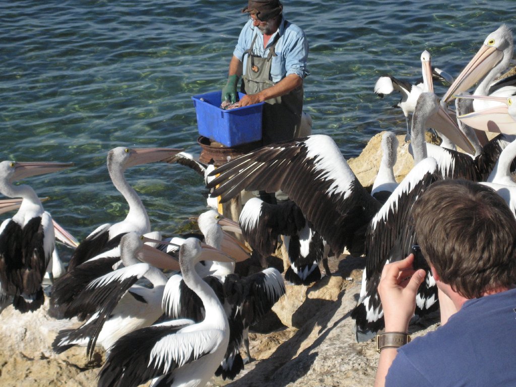 Pelican feeding