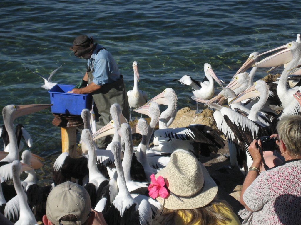 Pelican feeding
