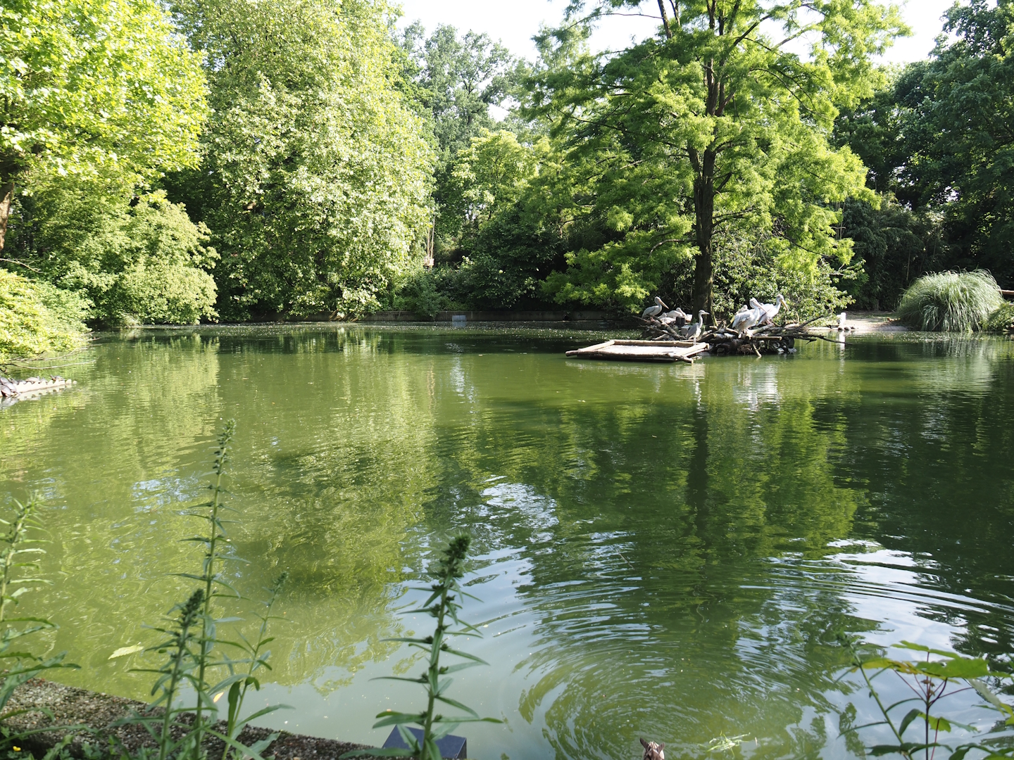 Pelican, flamingo and turtle pond, 2024-06-08