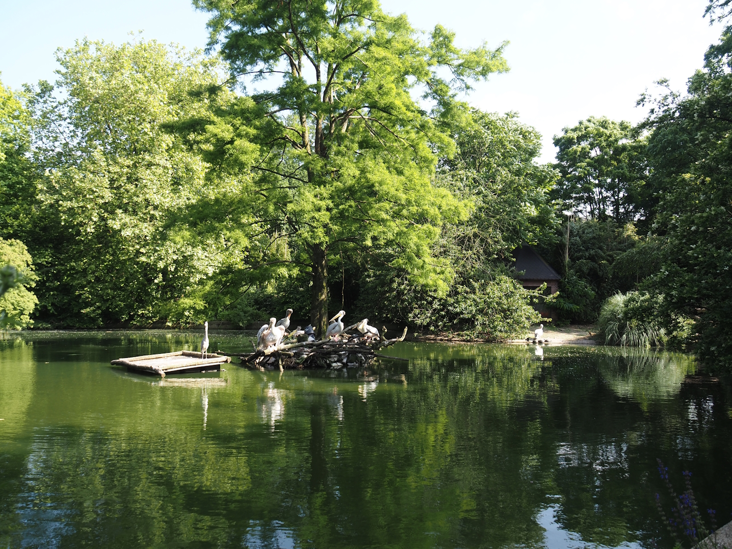 Pelican, flamingo and turtle pond, 2024-06-08
