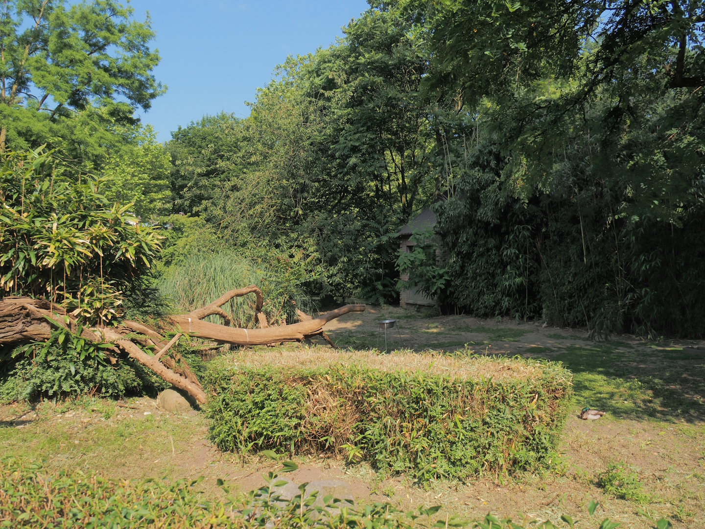 Pelican, flamingo and turtle pond, land area, 2024-06-08