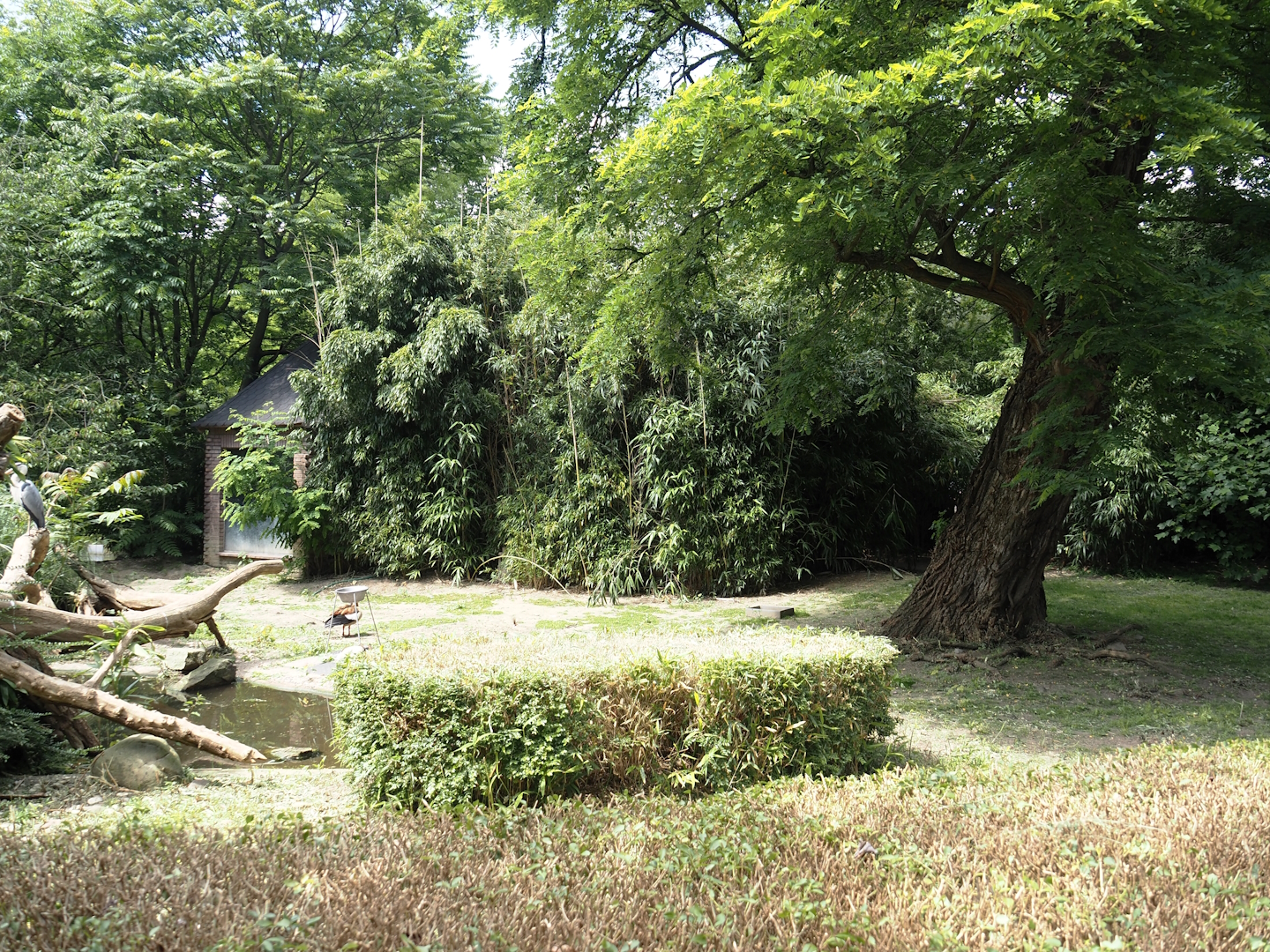 Pelican, flamingo and turtle pond, land area, 2024-06-08