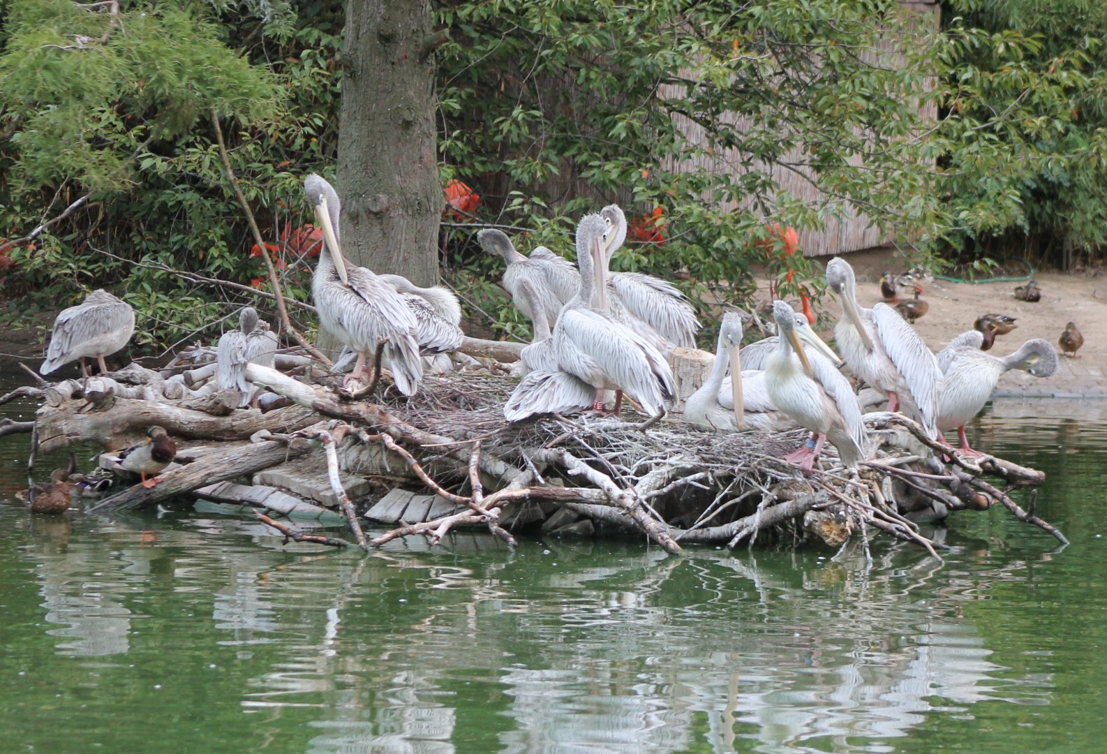 Pelican - Flamingo pond