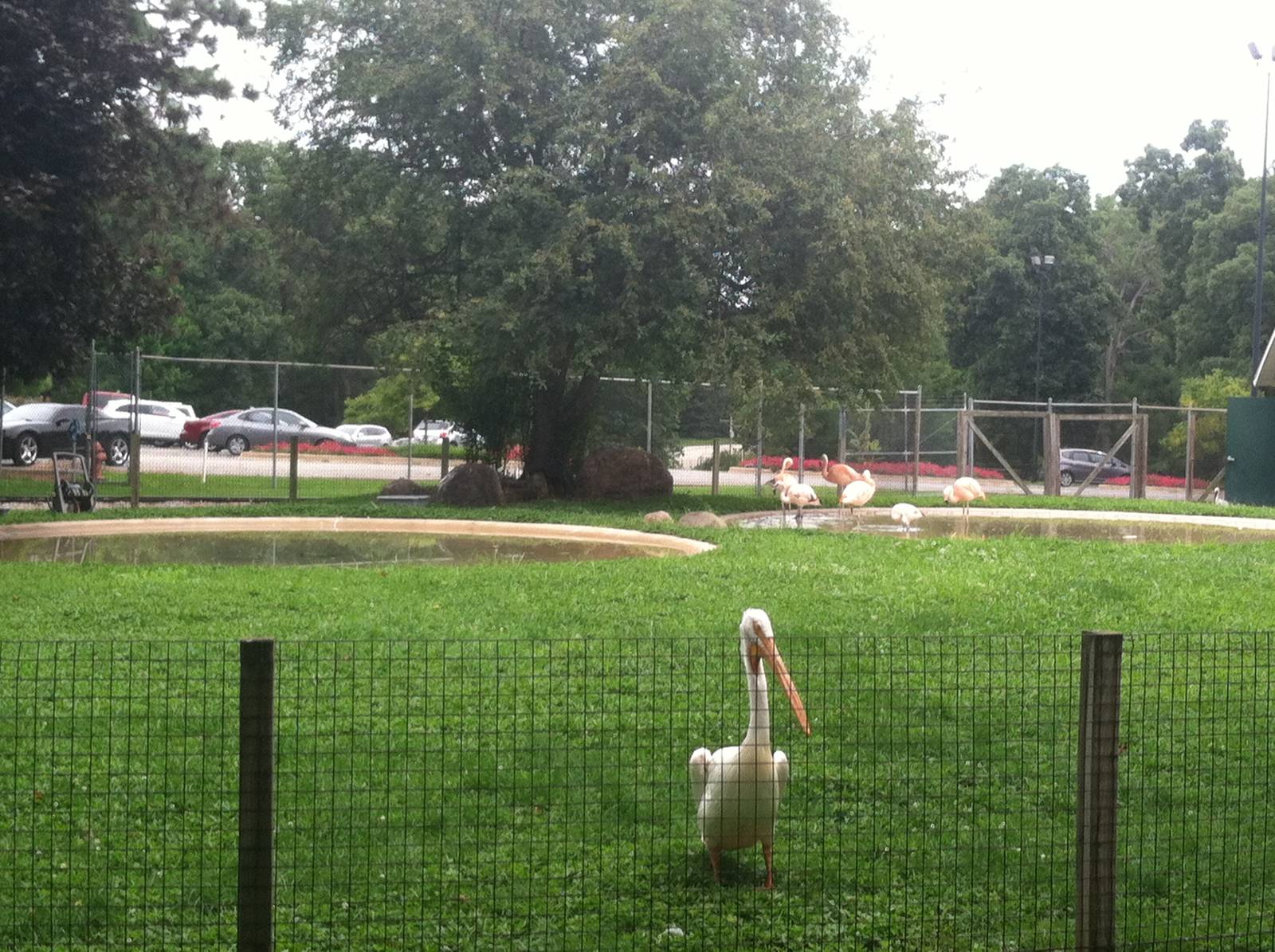 Pelican/Flamingo Pool