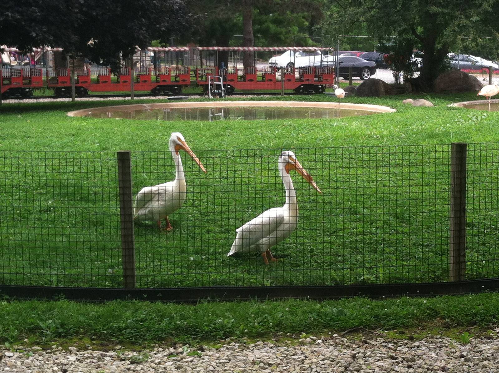 Pelican/Flamingo Pool