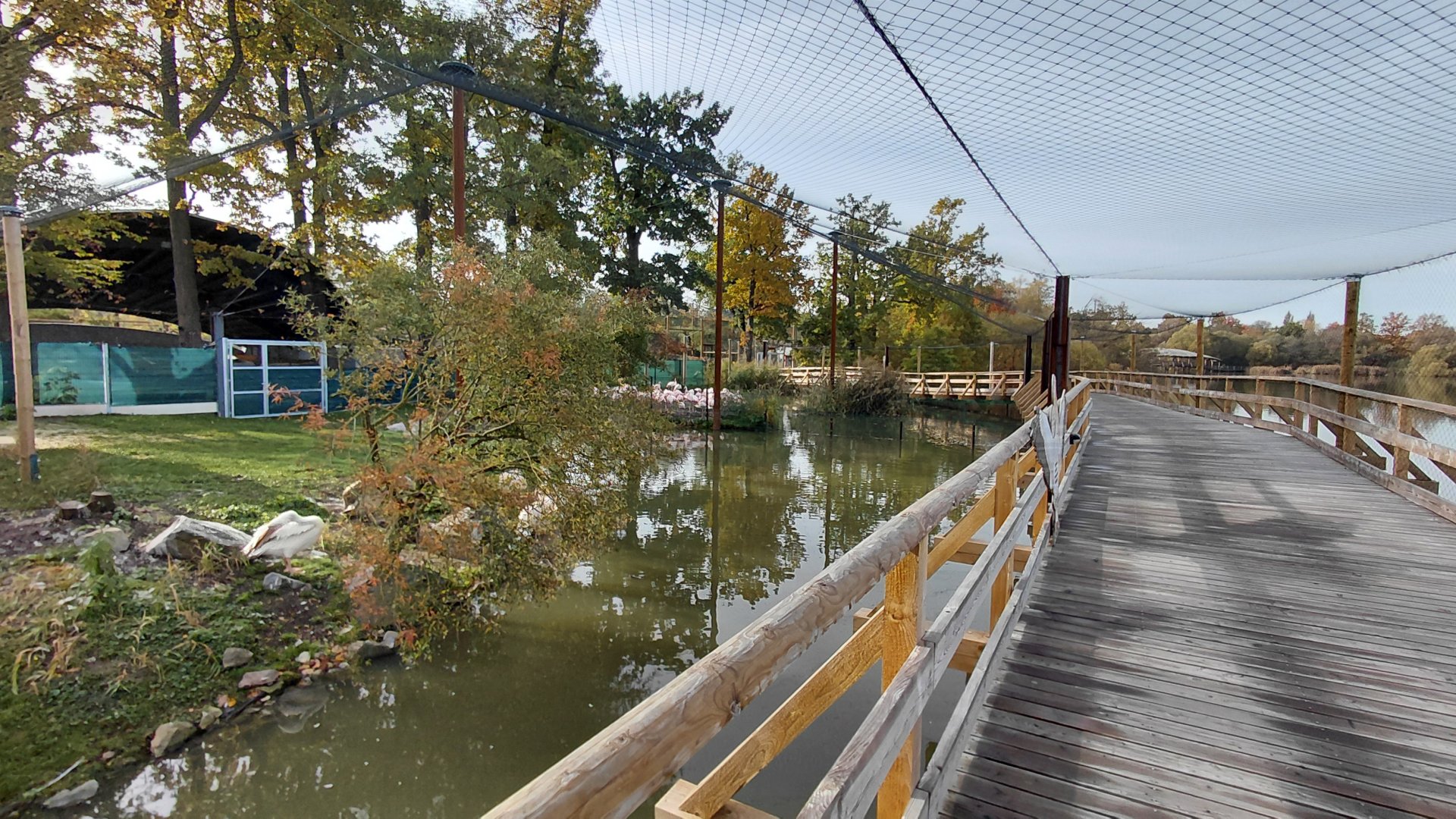Pelican + flamingo walk-in aviary