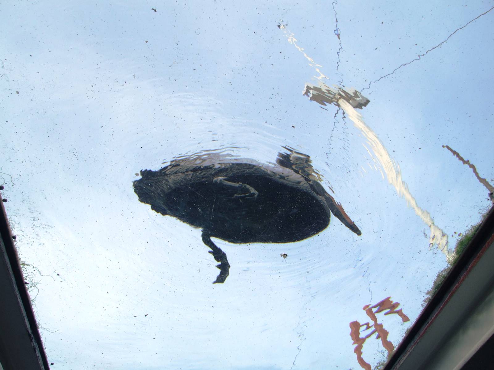 Pelican From Below at Hannover, 23/03/13