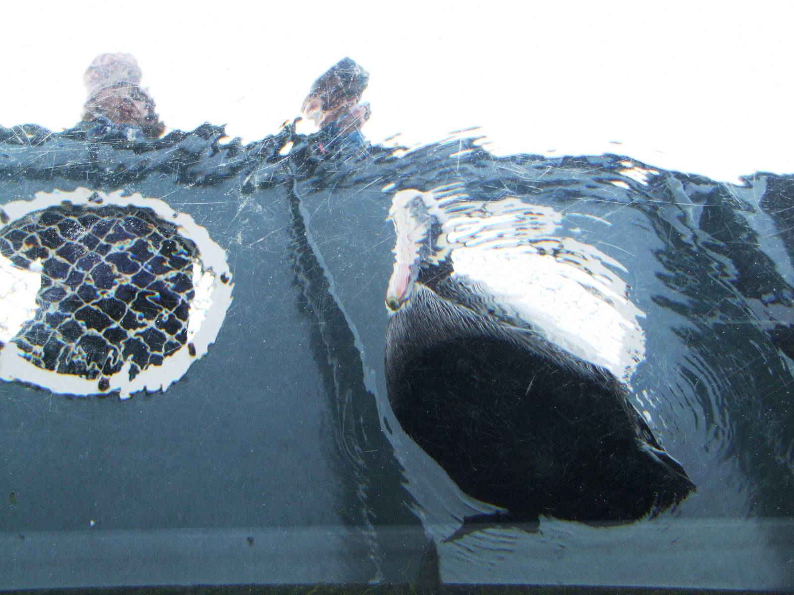Pelican From Below at Hannover, 23/03/13
