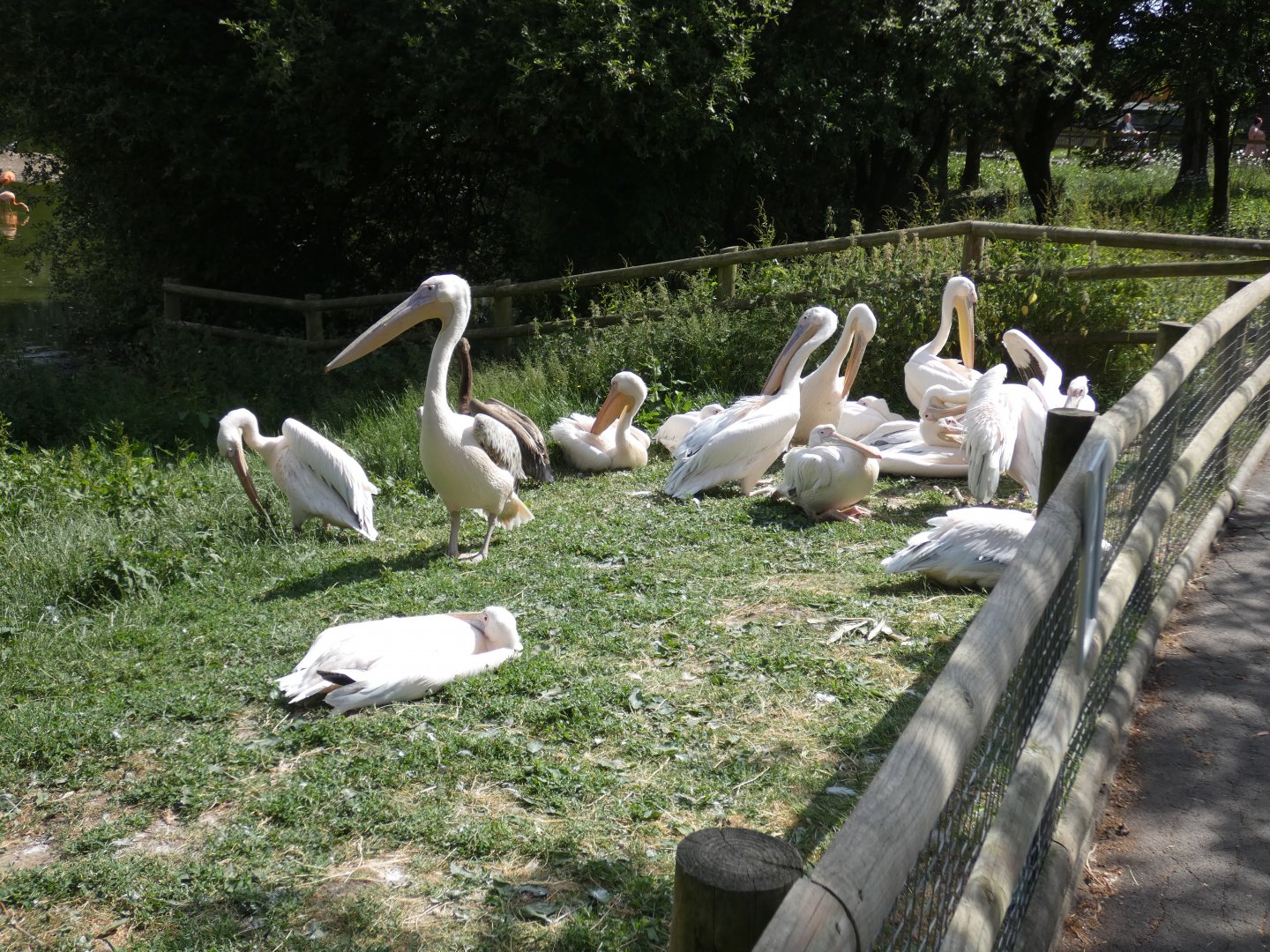 Pelican group