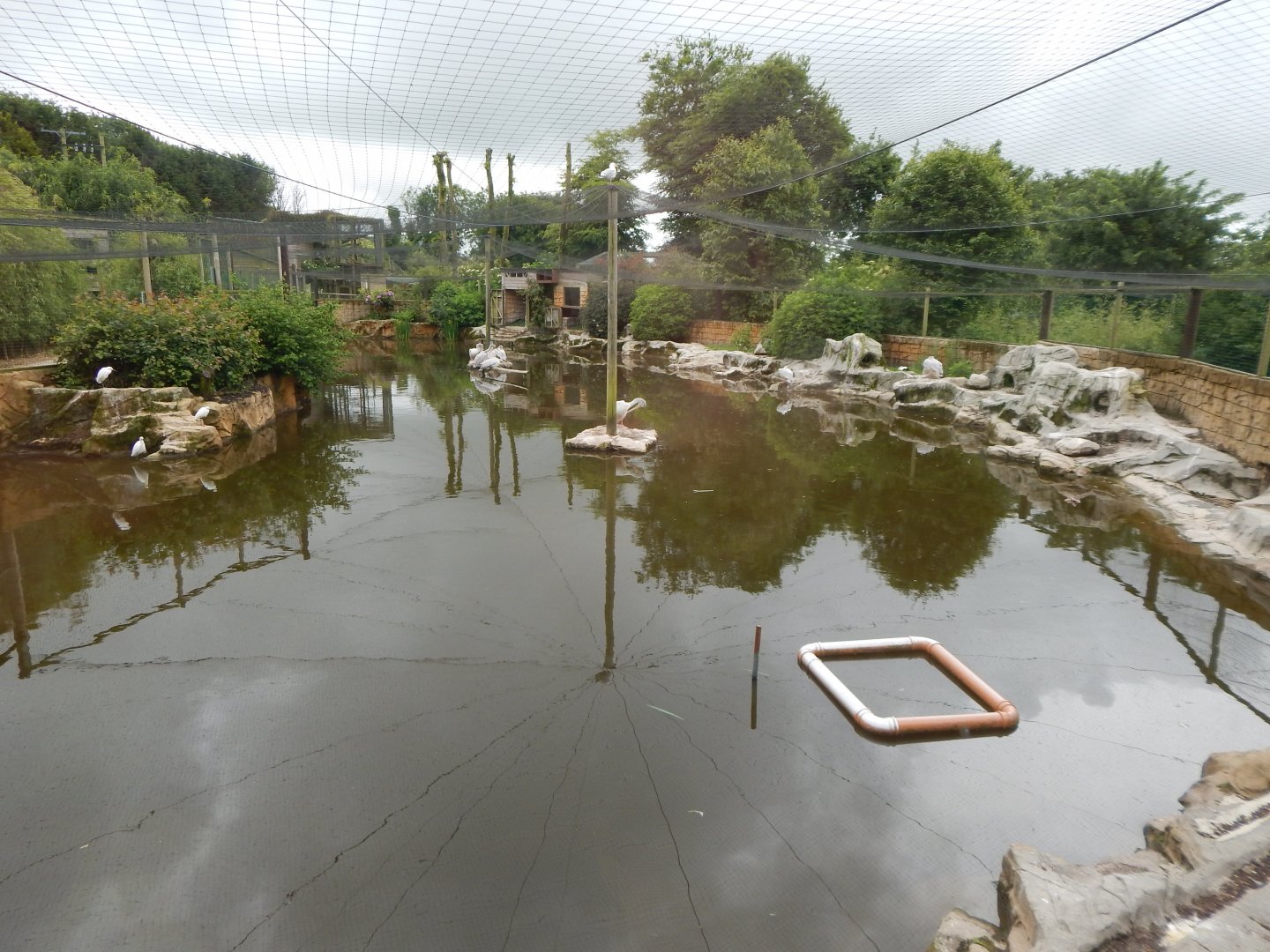 Pelican half of lake aviary 050625