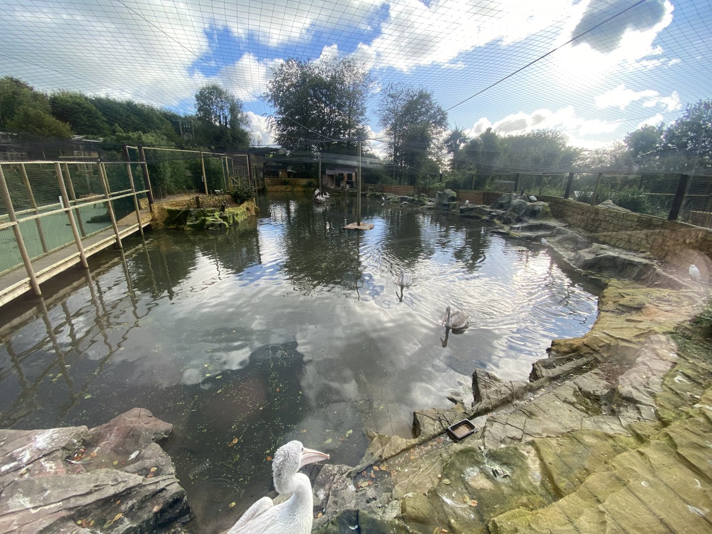 Pelican half of new Central Aviary 141023