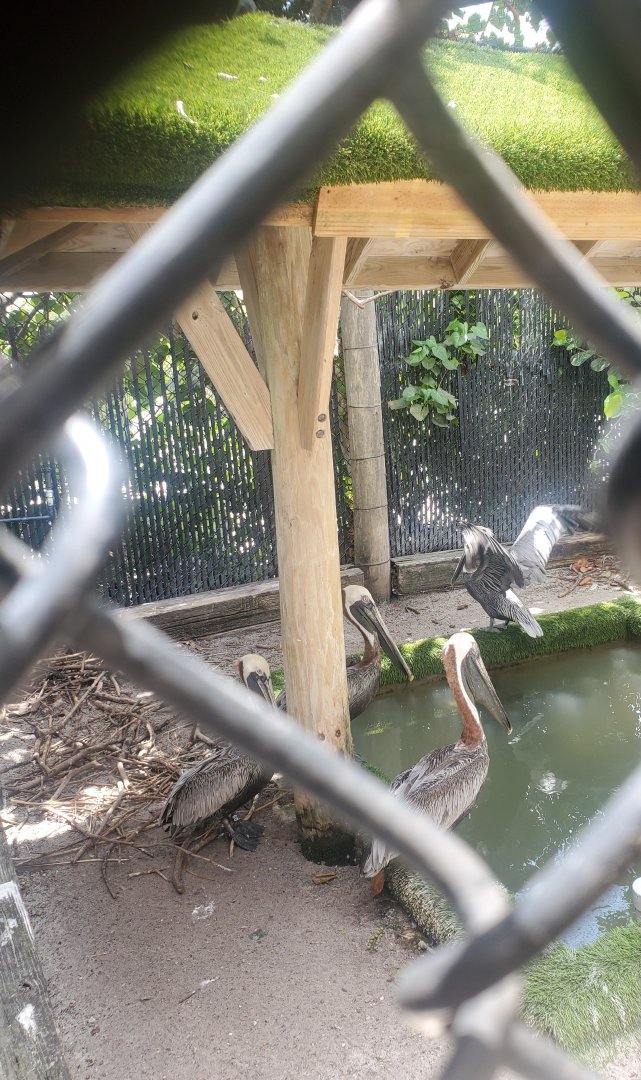 Pelican Harbor - Brown Pelican pool