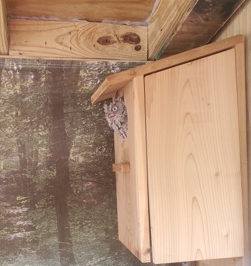 Pelican Harbor - Eastern Screech Owl