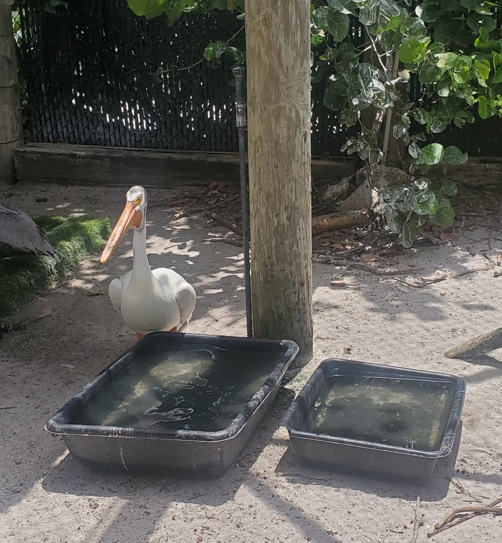 Pelican Harbor - Great White Pelican