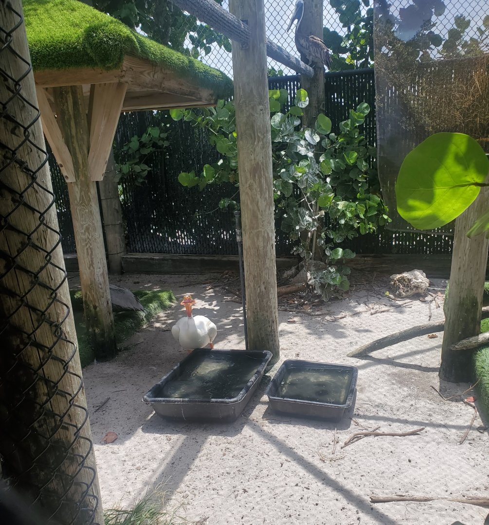 Pelican Harbor - Pelican enclosure