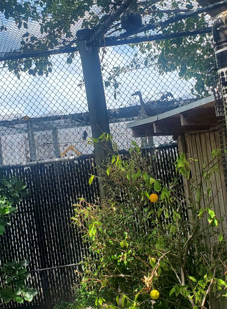 Pelican Harbor - Yellow-crowned Night Heron enclosure