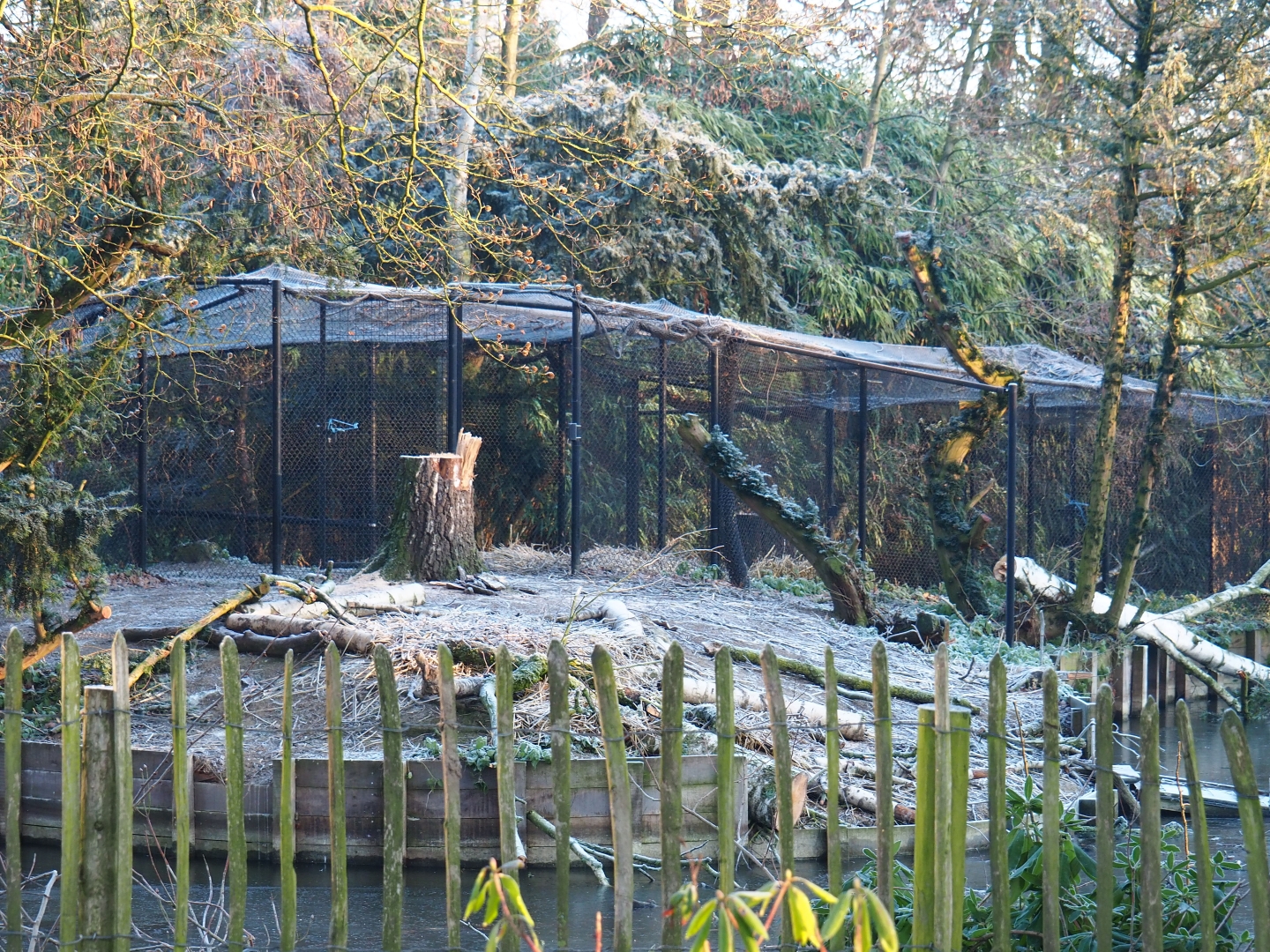Pelican holding aviary (Jan 20th, 2019)