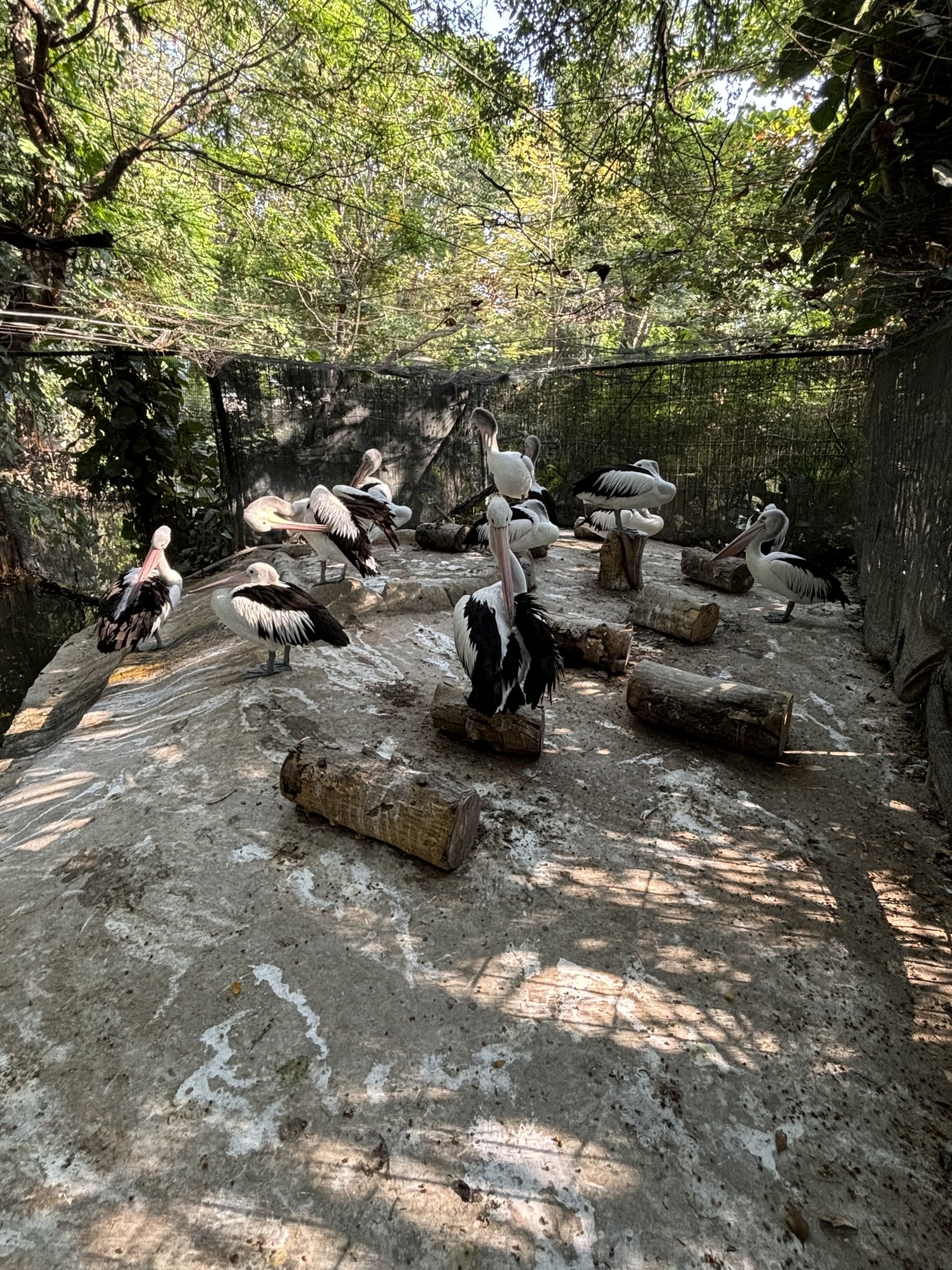 Pelican Holding Aviary