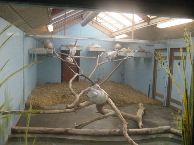 Pelican House in Odense Zoo!!
