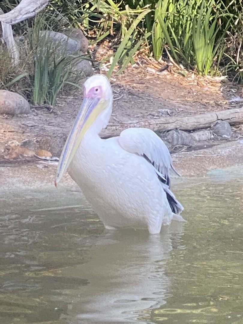 Pelican ID? - San Diego Zoo