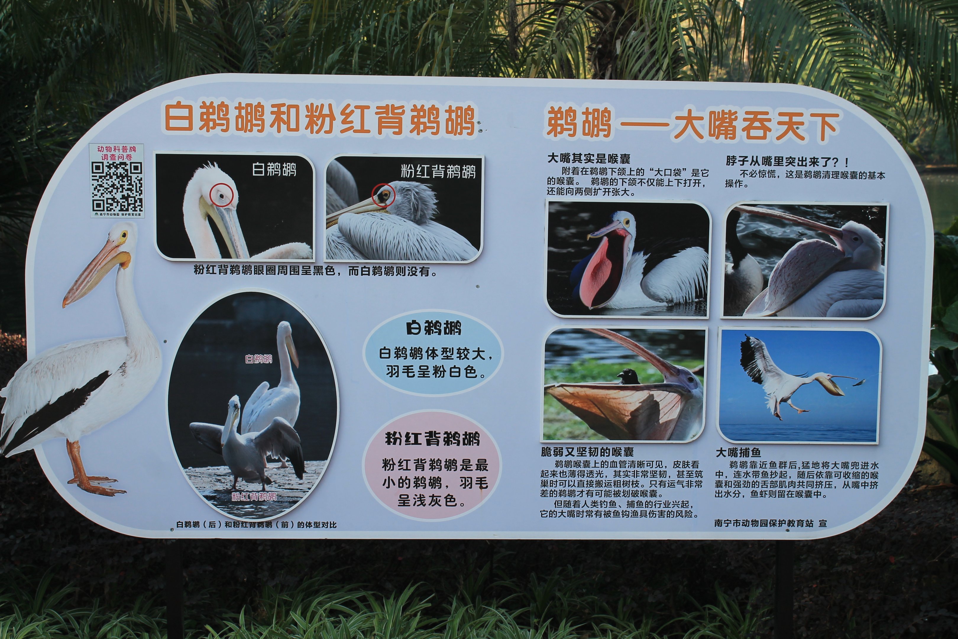 Pelican identification sign (Pink-backed and Great White)
