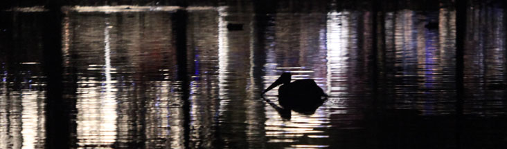 pelican in dark waters