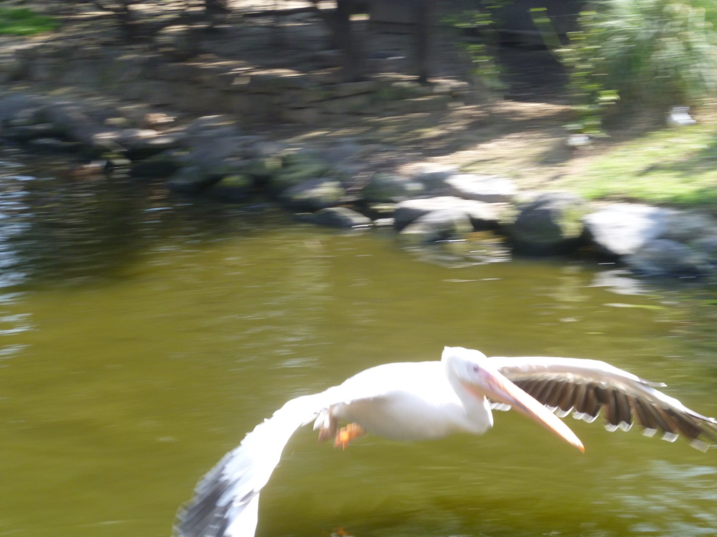 Pelican in flight show Kobe animal kingdom July 2016