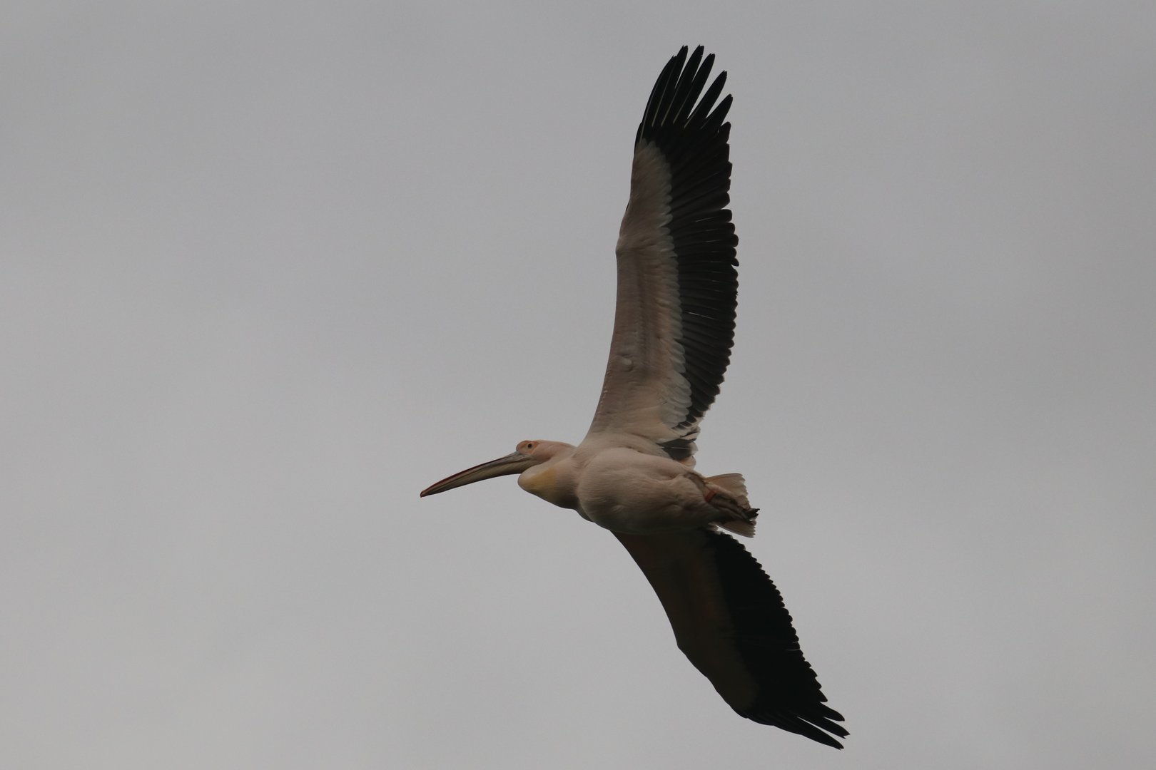Pelican in freeflight show