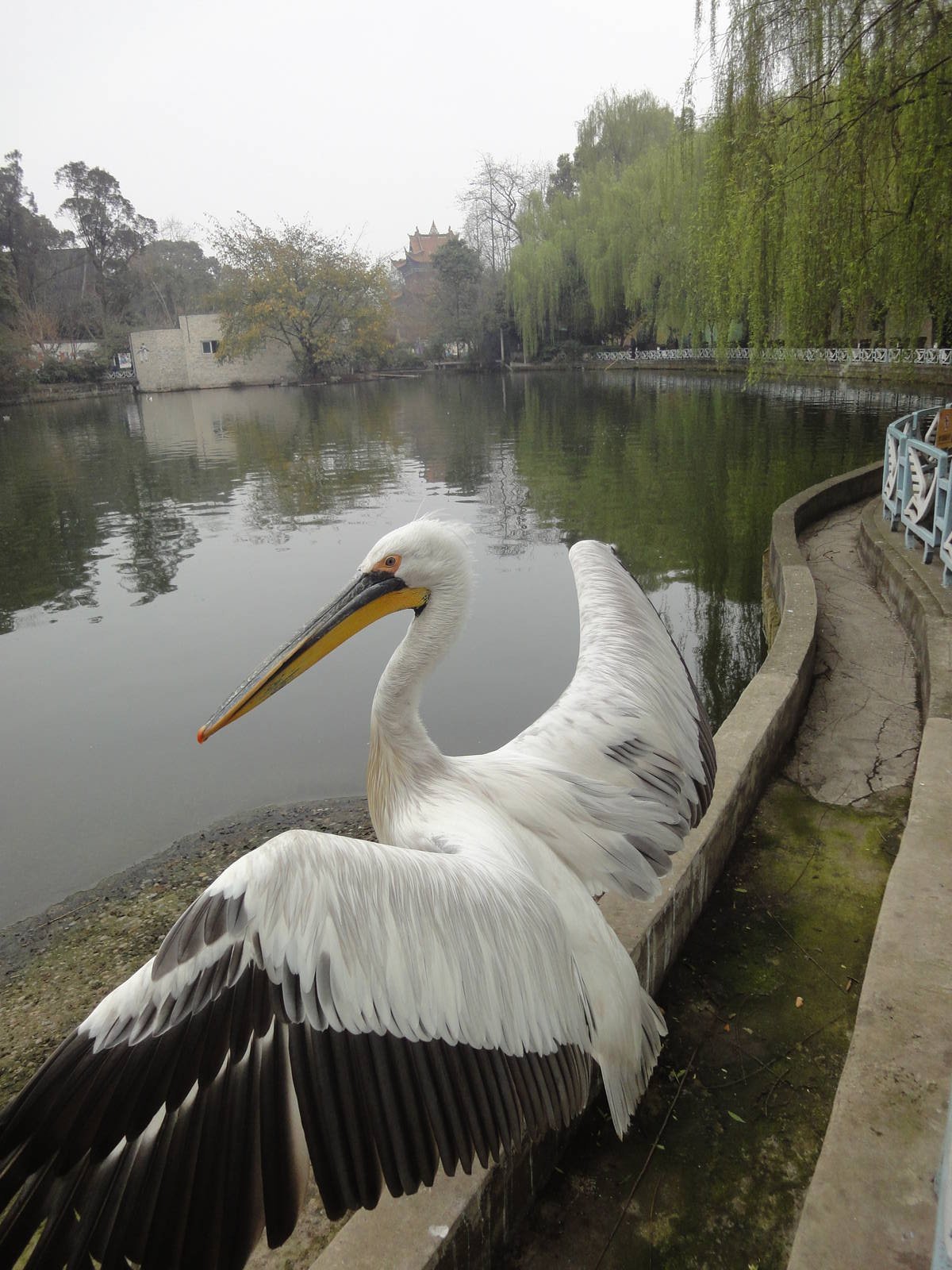 Pelican in Lake