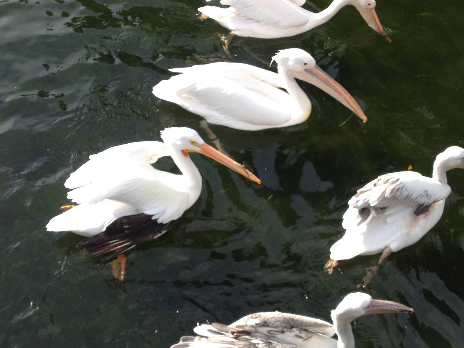 Pelican in St James's Park