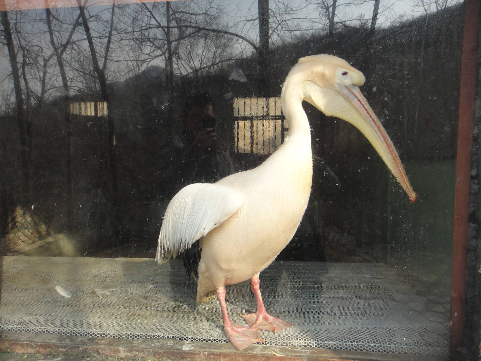 Pelican in the winter house