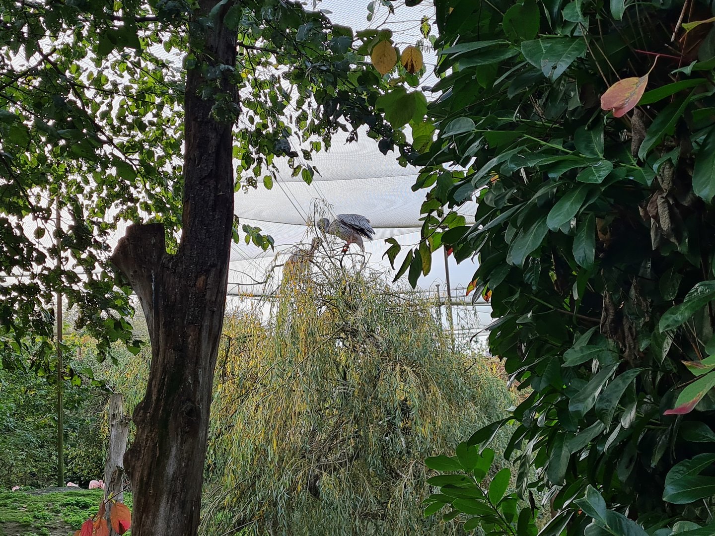Pelican in tree in Vogelrijk (Realm of birds)